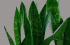 Sansevieria Sansevieria