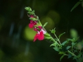 Sauge arbustive 'Hot Lips' Sauge arbustive 'Hot Lips'