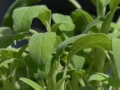Sauge officinale Sauge officinale