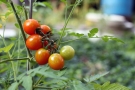 Tomate cerise Tomate cerise