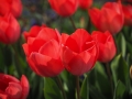 Tulipe Tulipe