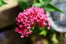 Valériane des jardins Valériane des jardins