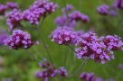 Verveine de Buenos-Aires Verveine de Buenos-Aires